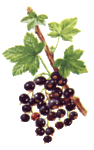cassis