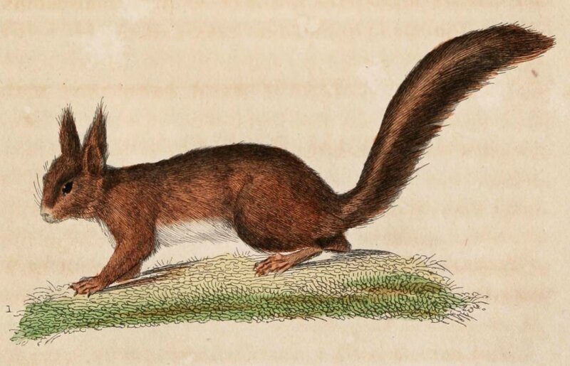Ecureuil dessin-gravure mammifere buffon - ecureuil