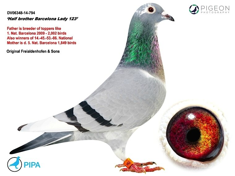 FournezPFDV6348-14-794