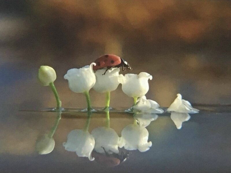 muguet et coccinnelle