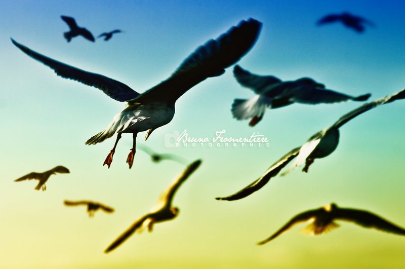 Birds