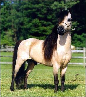 cheval arabe miniature