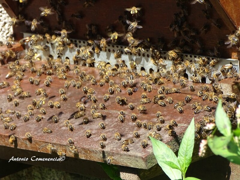 Abeilles