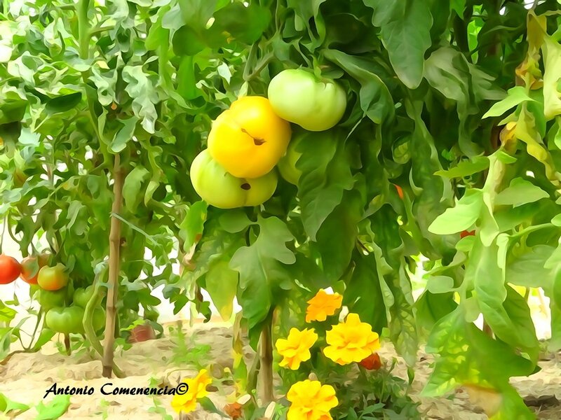 Tomate