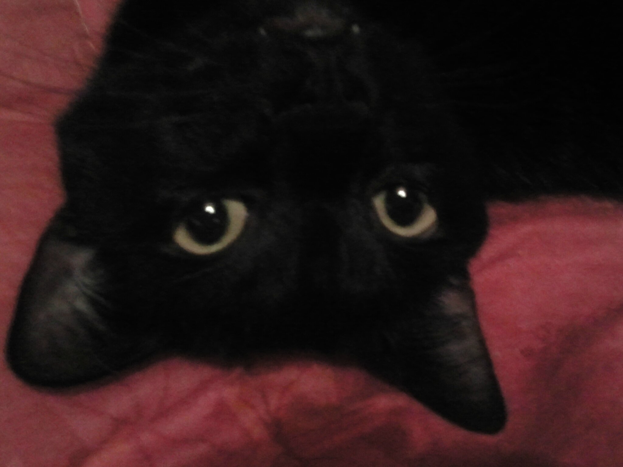 Chat lycos