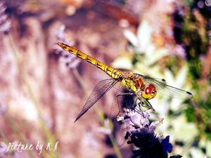DSCN3211