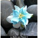 gardenia 2 tons bleus