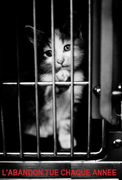 Chat lycos