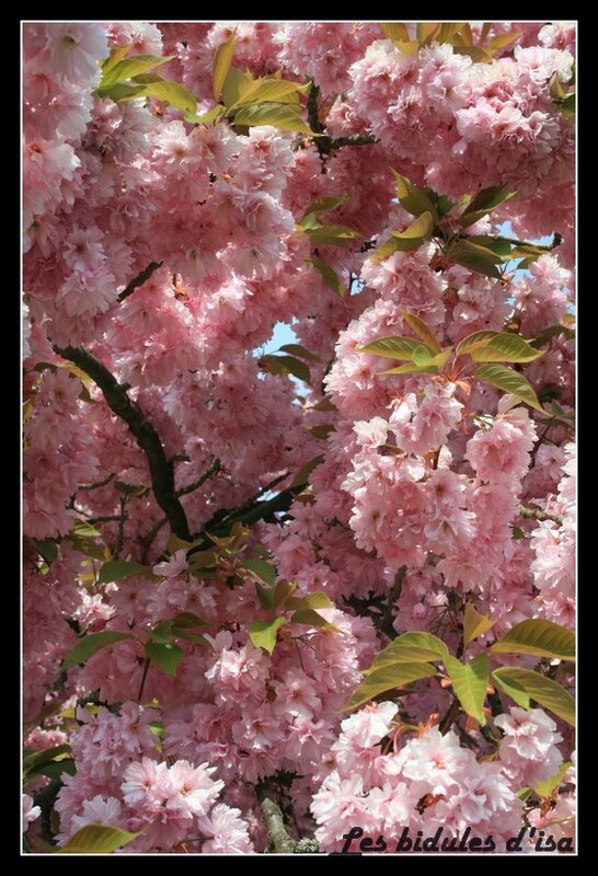 hanami (2)