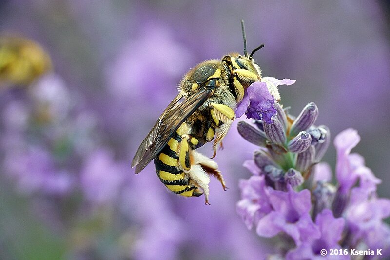 Quel insecte tue les abeilles ?