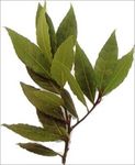 Laurus_nobilis2