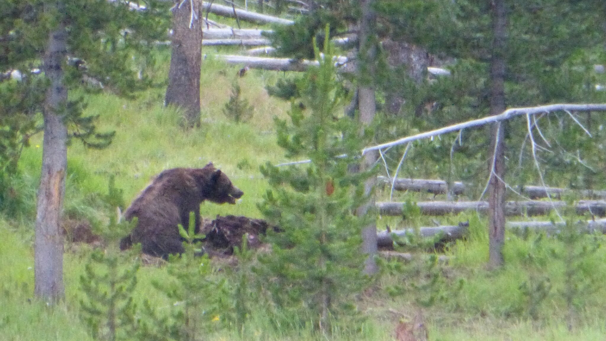 rencontre entre un ours et un grizzly
