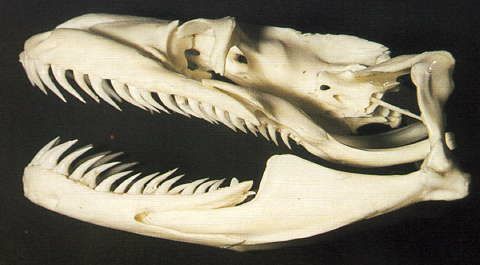 Fiche d'élevage python regius!! - Snakes-Addict