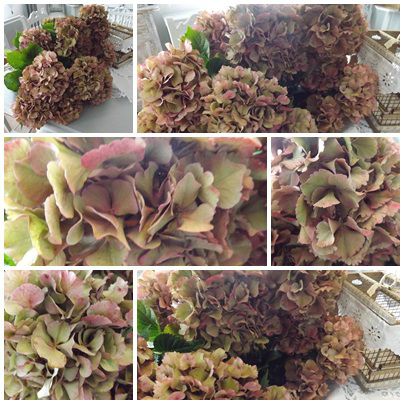 Conserves & jardin (23)