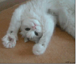 62852370.gif
