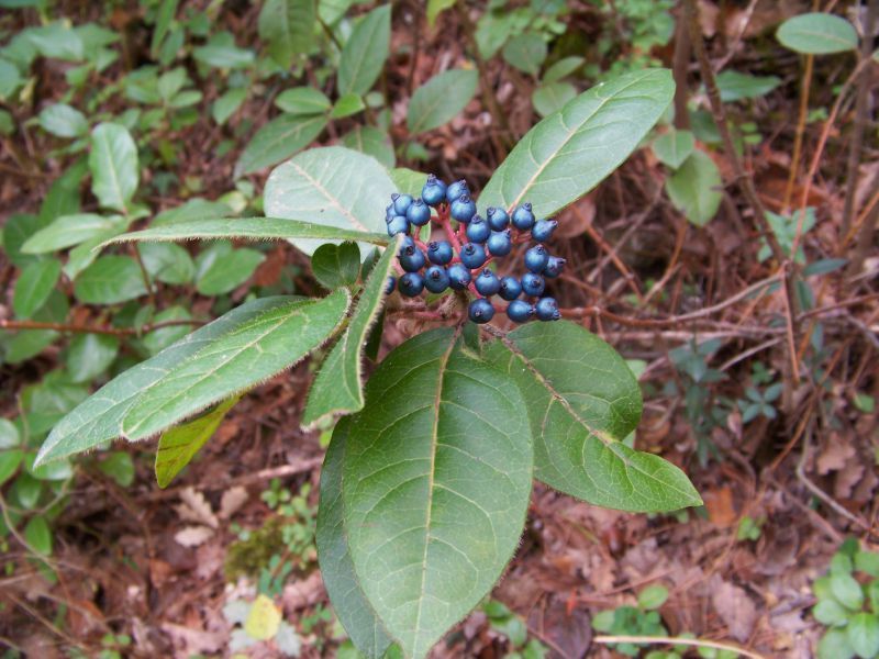 Automne 2011 (16)