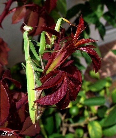 Photo_744