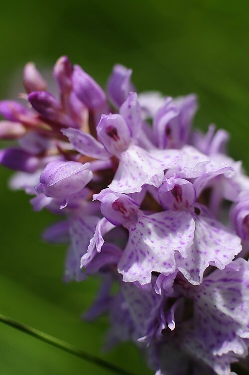 Orchidées de montagne (2)
