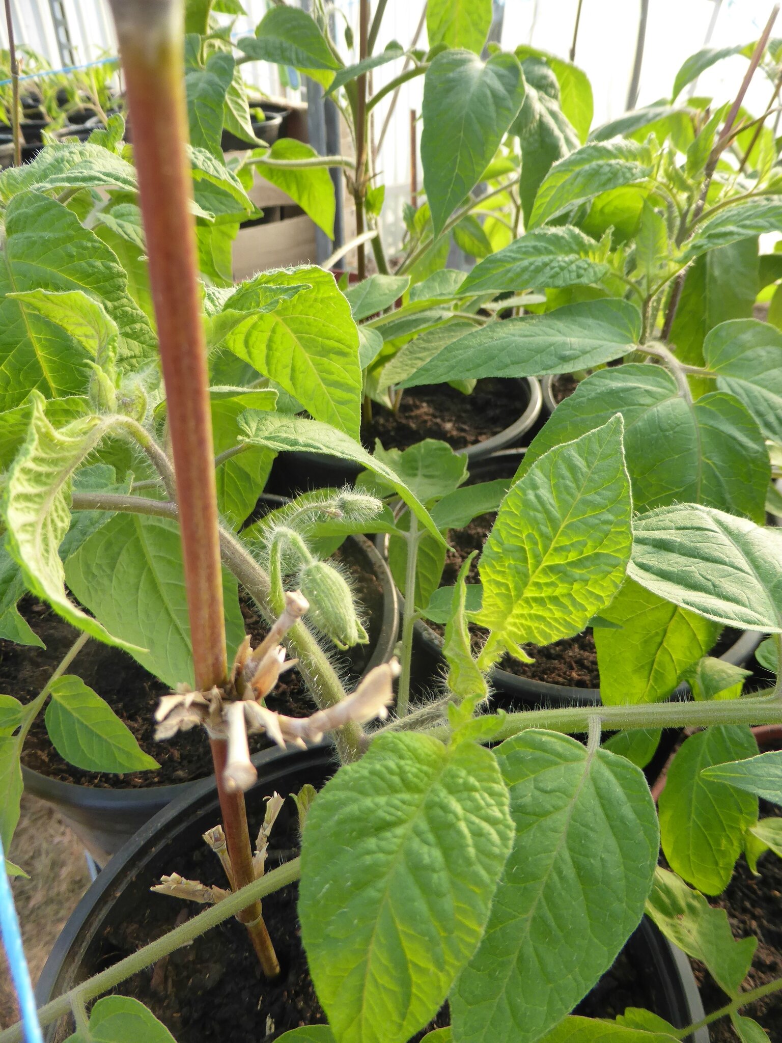 15 mars dormir dans la serre ça serait risqué.... passion potager