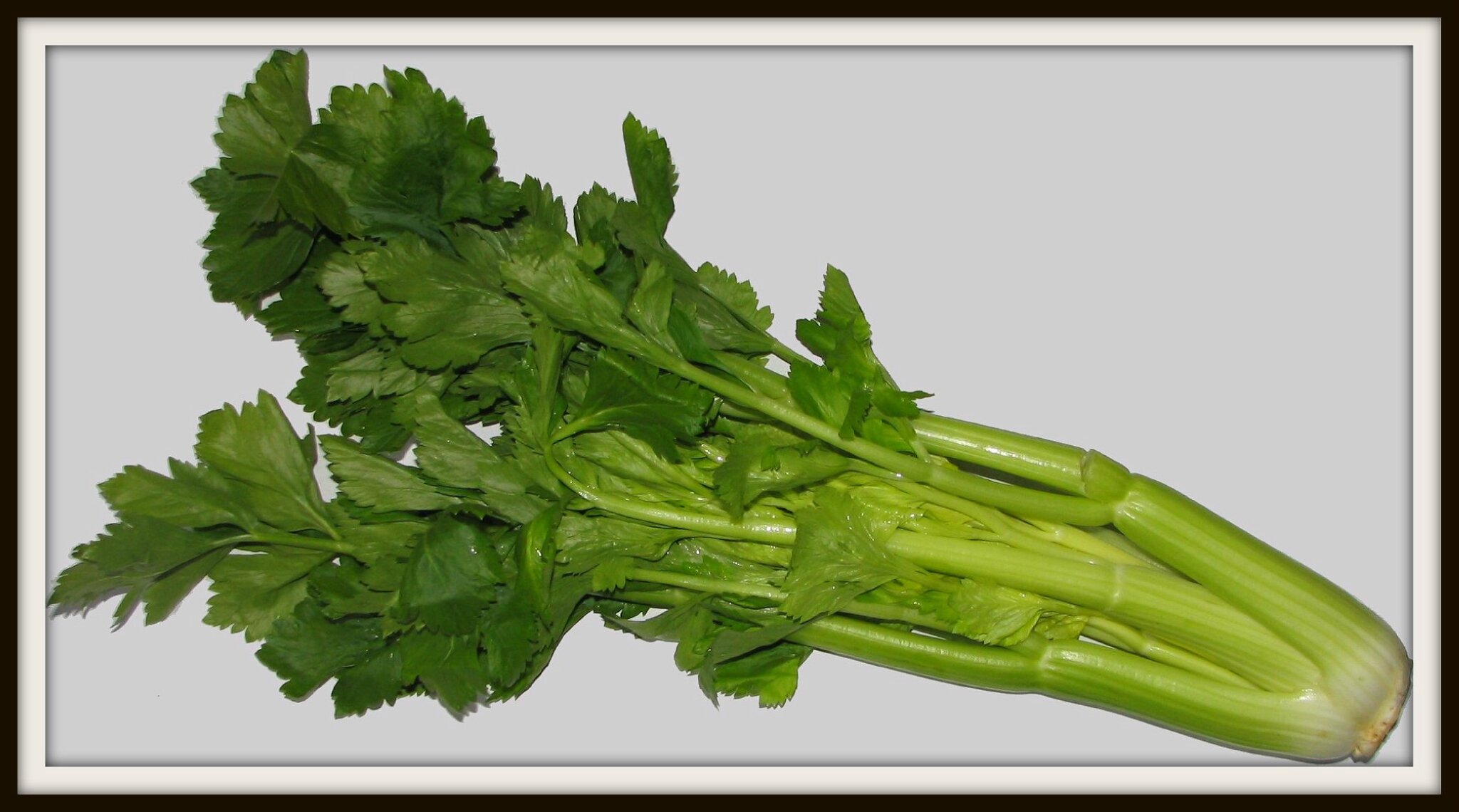 Le céleri branche Alex Paysagiste Groix