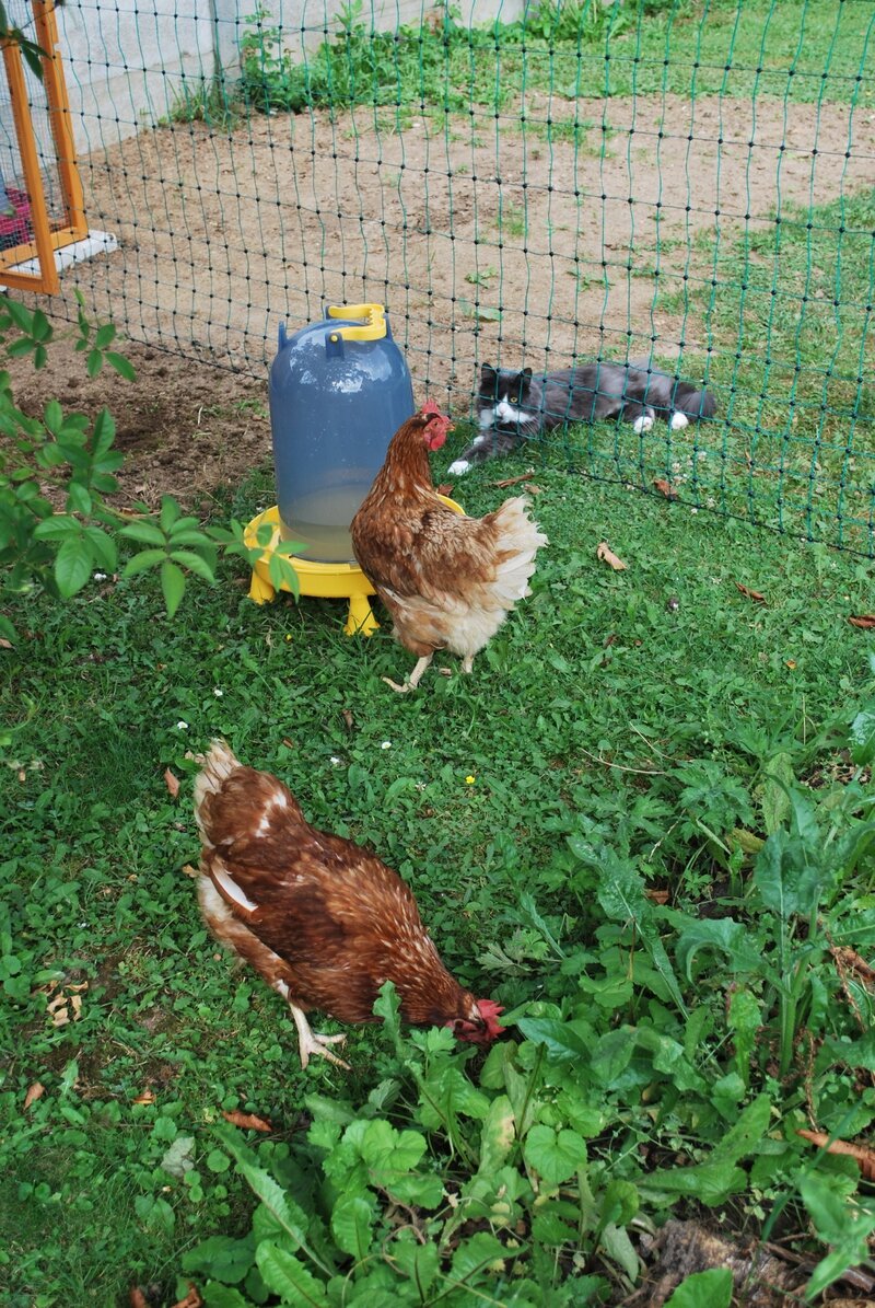 Poules 01082014 014