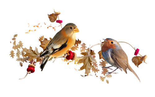 16 09 07 Oiseaux-Mon JardinInterieur