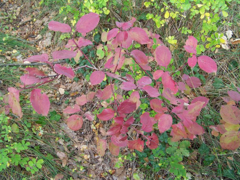 Automne 2011 (17)