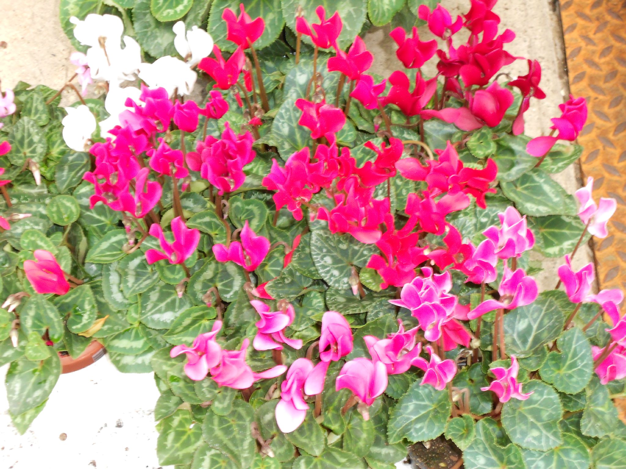 FLEURS DAUTOMNE