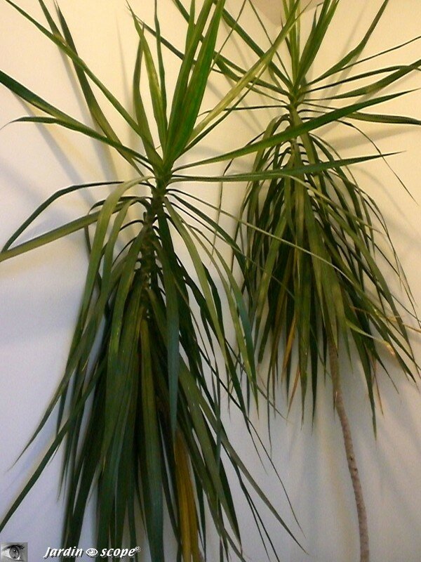 Un Dracaena pour un décor tropical dans la maison Le JardinOscope, toute la flore et la faune