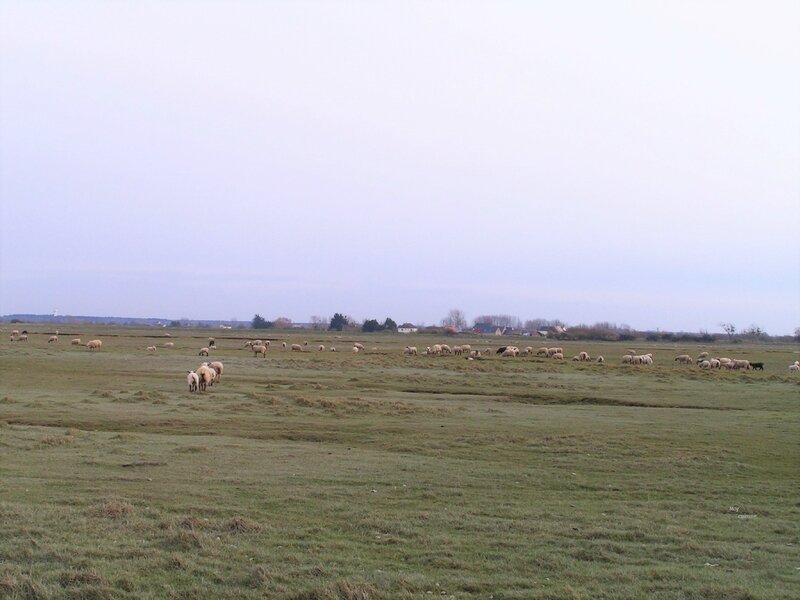 Stéphanie Maubet - éleveuse d'agneaux de prés-salés (17)