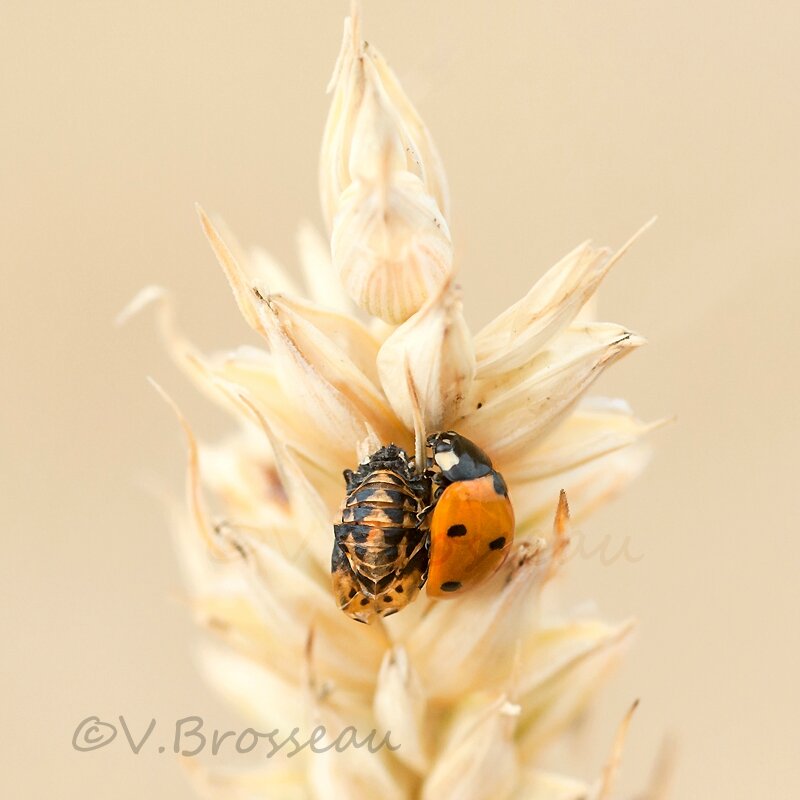 Naissance De La Coccinelle Nature Emotion