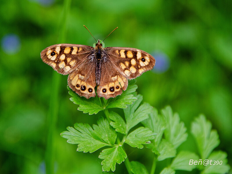 Papillon Tircis-3