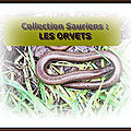 Collection sauriens : Les ORVETS