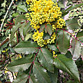 Le mahonia aquifolium, un arbuste toutes saisons...