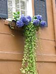 fenêtres et volets peints + façades (38)