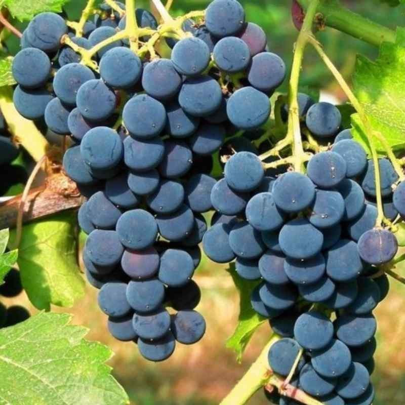 clinton-raisin-framboise