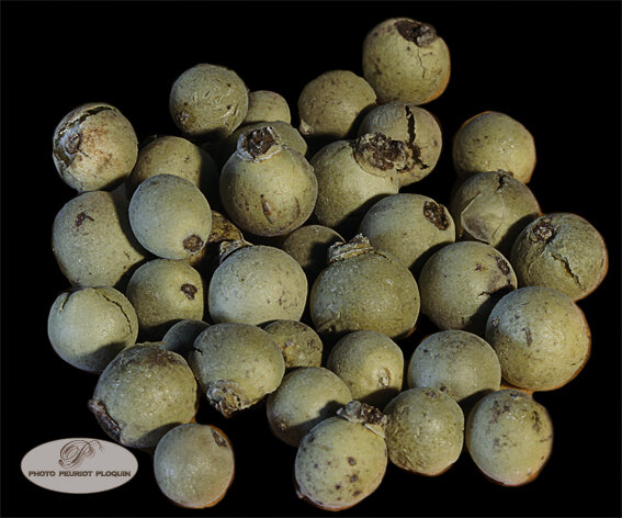 MALABAR_VERT_Inde_GP