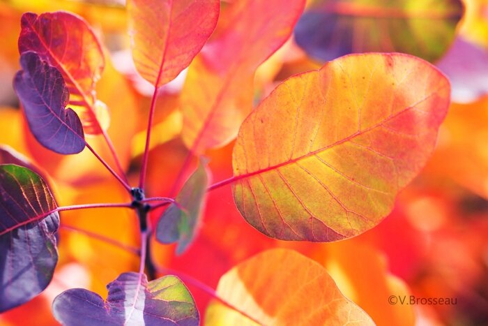 feuilles-automne15-35