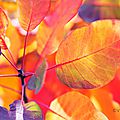 feuilles-automne15-35