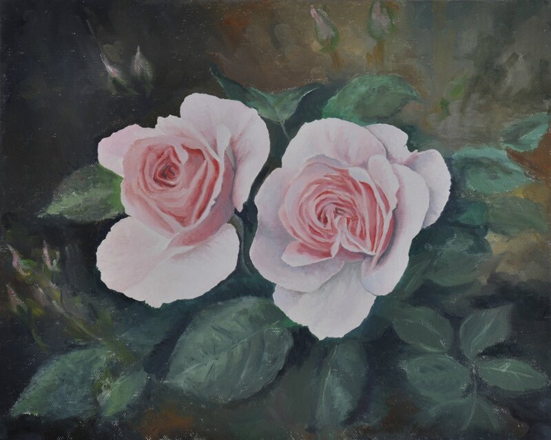 20 HU Roses Pierre de Ronsard