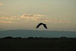 vautour