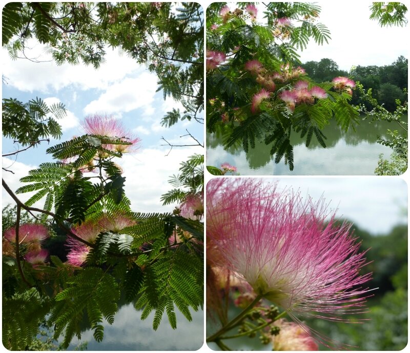 albizia