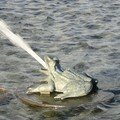 Une grenouille de la Fontaine de Tourny