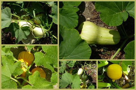 courges1