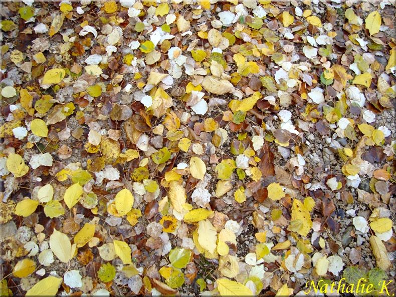 _c__LNK_le_12_novembre_2010_029_copie