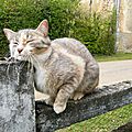 Petites nouvelles de chine et vie de chat