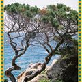 Génevrier , Espèce Littorale -Grand-Sud Corse ...