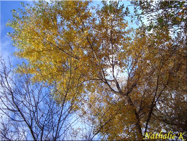 _c_LNK_le_12_novembre_2010_031_copie