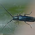 Longicorne Agapanthia intermedia • Famille des Cerambycidae