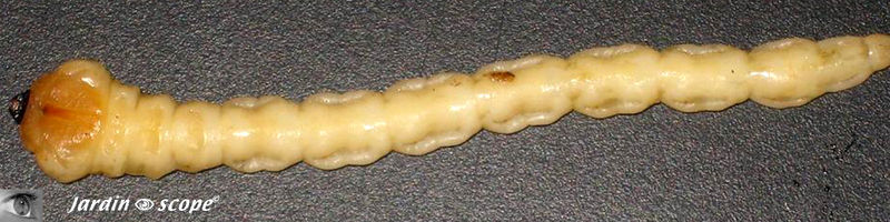 Bupreste_larve_marteau